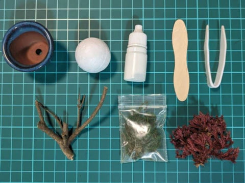Made in Japan! One-of-a-kind, Dry Bonsai capsule set, GOFUN Nail Polish and Lip Set　※Bonsai color 【KTIC031】