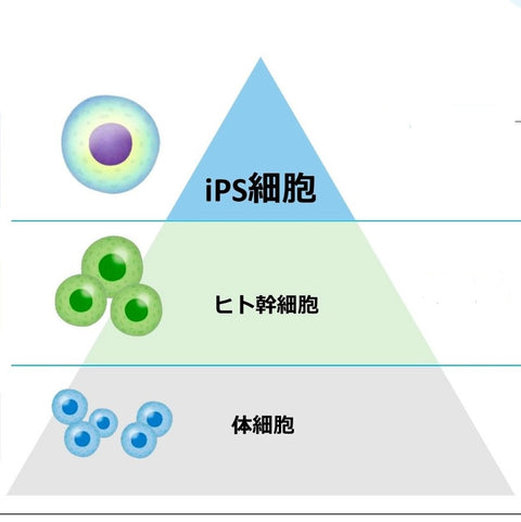 iPSUM