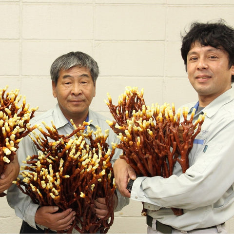 旺煌 鹿角霊芝カプセルプレミアムDX180粒