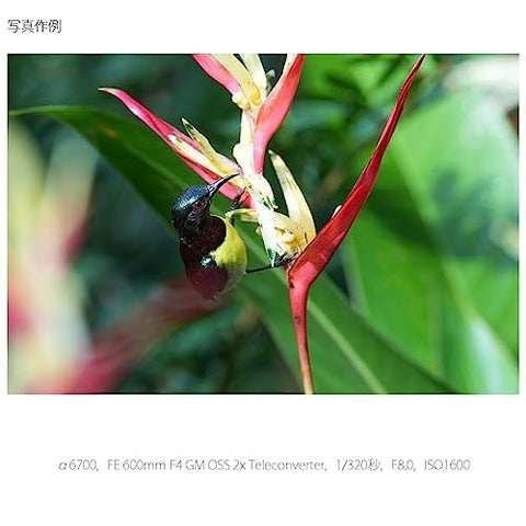 SONY(索尼) APS-C 无反相机 α6700 机身(无镜头) 黑色 ILCE-6700