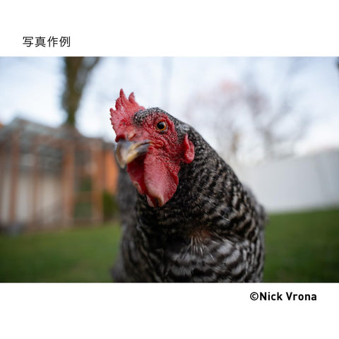 シグマ(Sigma) レンズ 24-70mm F2.8 DG DN II Sony ソニー Eマウント ズーム 標準 フルサイズ ミラーレス用 Art
