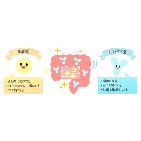 届くビフィズスEX 30日分【機能性表示食品】