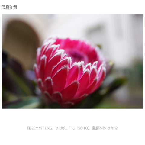 Sony / Wide Angle Monofocal Lens / Full Size / FE 20mm F1.8 G / G Lens / Lens for Digital SLR Camera α [E-Mount] / SEL20F18G