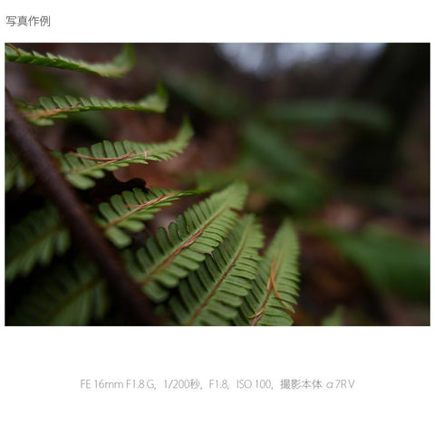 Sony 廣角定焦鏡頭 全尺寸 FE 16mm F1.8 G G鏡頭 數位單眼相機α[E卡口]使用 原廠鏡頭 SEL16F18G
