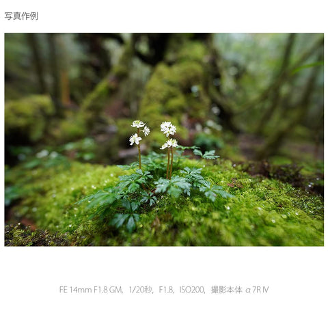 SONY(ソニー) 広角単焦点レンズ フルサイズ FE 14mm F1.8 GM G Master デジタル一眼カメラα[Eマウント]用 純正レンズ SEL14F18GM