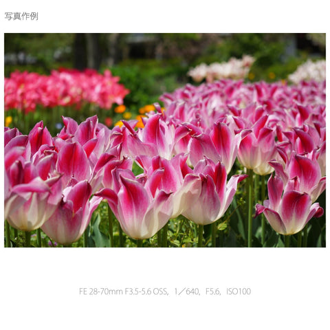 소니 스탠다드 줌 렌즈 FE 28-70mm F3.5-5.6 OSS 풀사이즈 호환