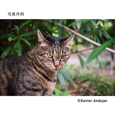 シグマ(Sigma) レンズ 18-50mm F2.8 DC DN FUJIFILM 富士フイルム Xマウント ズーム 標準 APS-C ミラーレス用 Contemporary