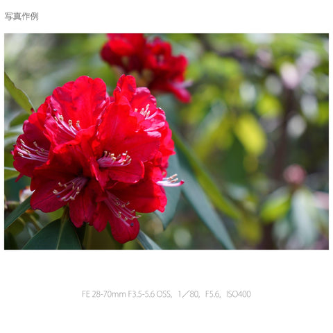 소니 스탠다드 줌 렌즈 FE 28-70mm F3.5-5.6 OSS 풀사이즈 호환