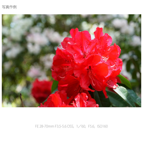 Sony Standard Zoom Lens FE 28-70mm F3.5-5.6 OSS Full Size Compatible