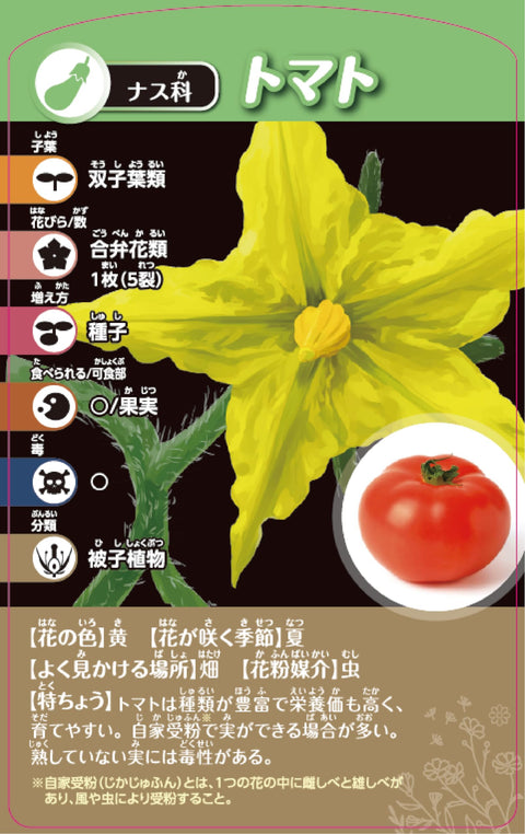 Kumon Publishing TS-40 Thinking Plant Classification Card Game, KUMON TOY STEAM Educational Toy, Science, STEM Education