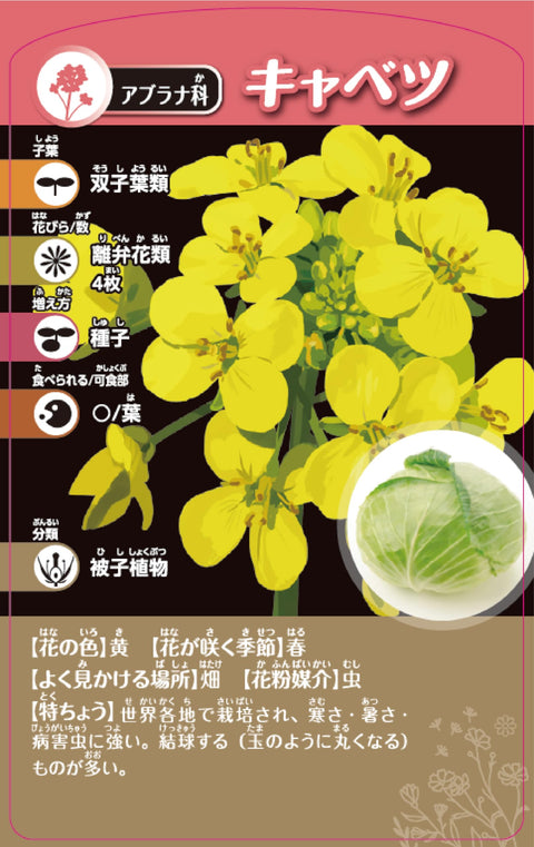 KUMON TOY STEAM 益智玩具 科學 STEM教育 TS-40