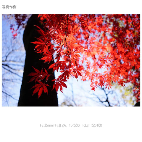 SONY 単焦点広角レンズ Sonnar T* FE 35mm F2.8 ZA フルサイズ対応