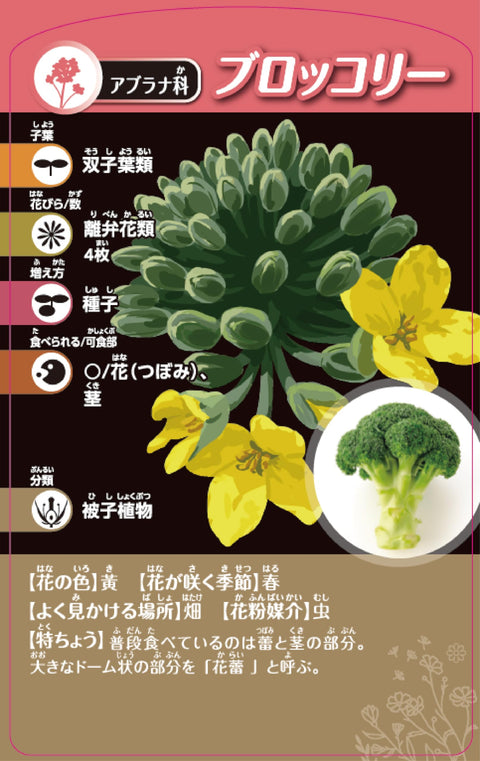 Kumon Publishing TS-40 Thinking Plant Classification Card Game, KUMON TOY STEAM Educational Toy, Science, STEM Education