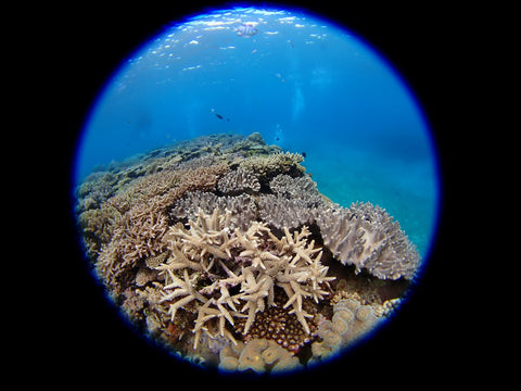 フィッシュアイコンバーター FCON-T02 (TG-5/TG-6/TG-7/マクロ撮影/水中撮影/アウトドア)