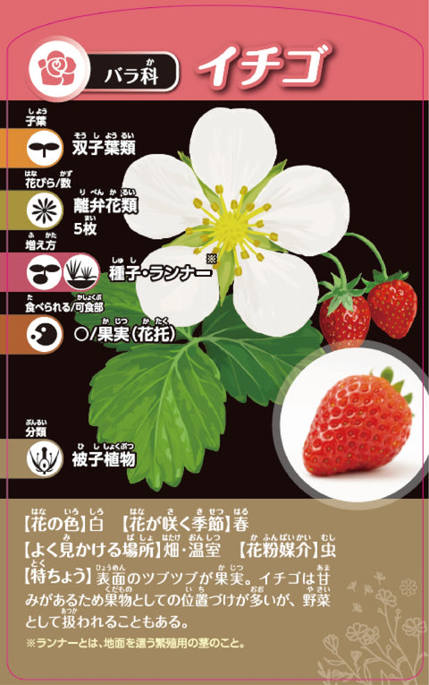 Kumon Publishing TS-40 Thinking Plant Classification Card Game, KUMON TOY STEAM Educational Toy, Science, STEM Education