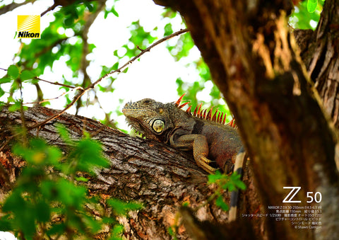 니콘 NZDXVR50-250 망원 줌 렌즈 니코르 Z DX 50-250mm f/4.5-6.3 VR Z 마운트 DX 렌즈